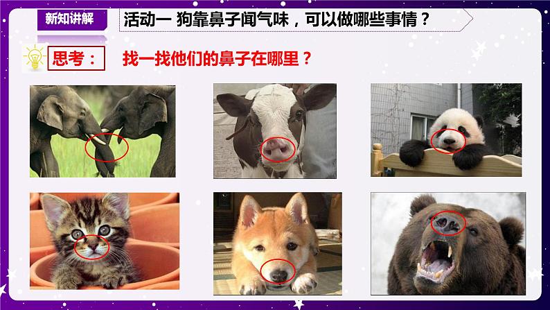 【青岛版六三制】二下科学 4.13动物的鼻子 课件+教案+练习+素材03