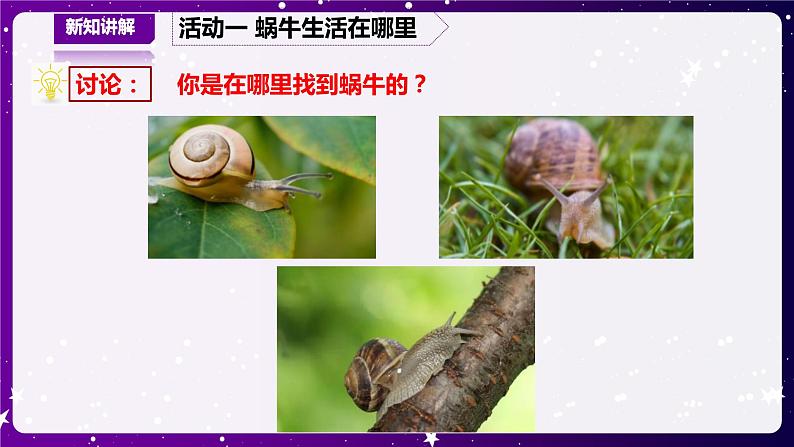 【青岛版六三制】二下科学 4.14观察蜗牛 课件+教案+练习 +素材03