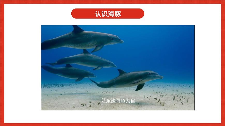 蘇教版科學五下 7《海豚與聲吶》課件第3頁