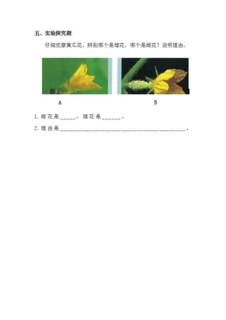 苏教版科学三年级下册1.3《植物开花了》课件+教案+练习（含答案）+素材03