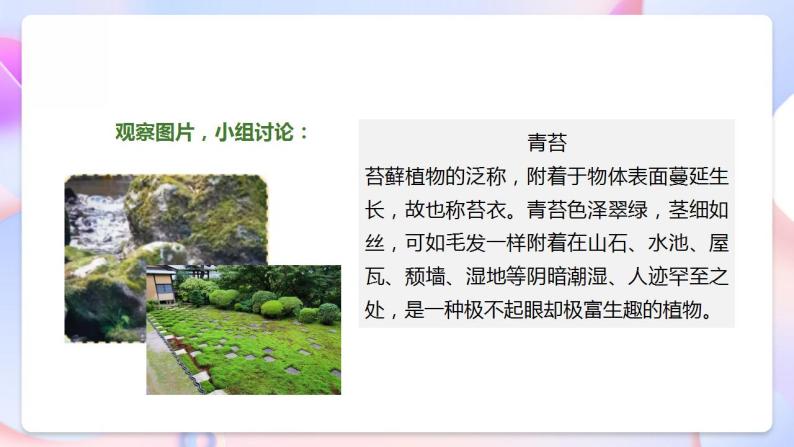 苏教版科学三年级下册2.8《石头上的植物》课件+教案+练习（含答案）+素材08