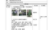 科学三年级下册第二单元 植物与环境8 石头上的植物教案设计