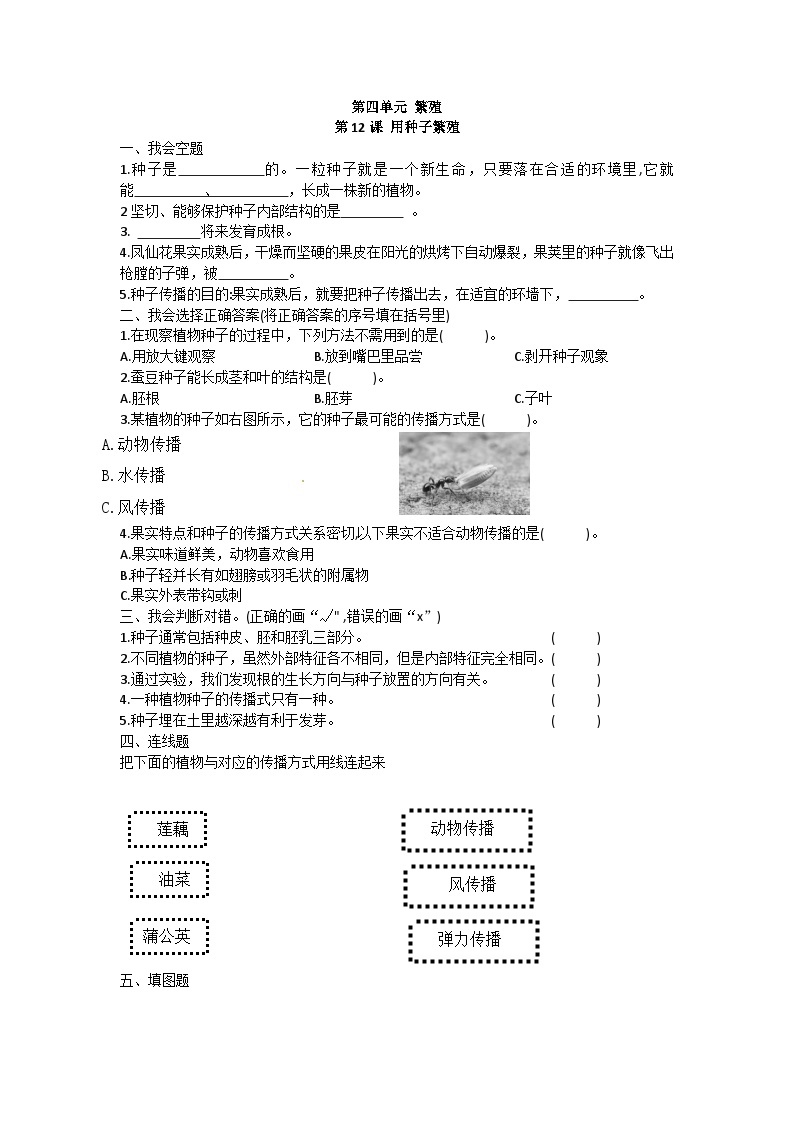 苏教版四年级下册科学第12课 用种子繁殖  同步练习01