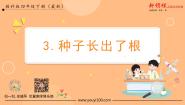 教科版 (2017)四年级下册3.种子长出了根授课ppt课件