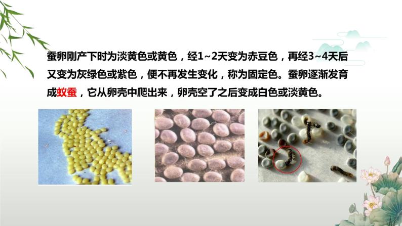 教科版科学三年级下册（2-1）迎接蚕宝宝的到来-PPT教学课件06