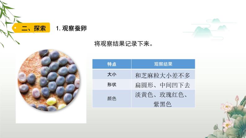 教科版科学三年级下册（2-1）迎接蚕宝宝的到来-PPT教学课件07