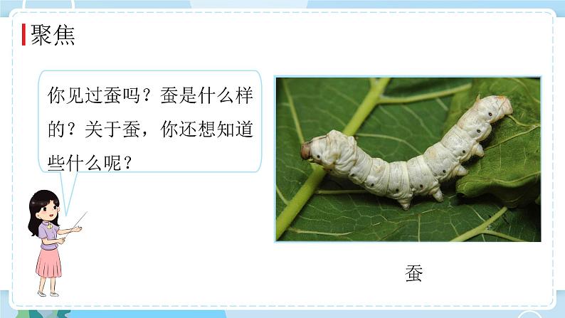 教科版科学三年级下册(2-1)迎接蚕宝宝的到来-教学课件第2页