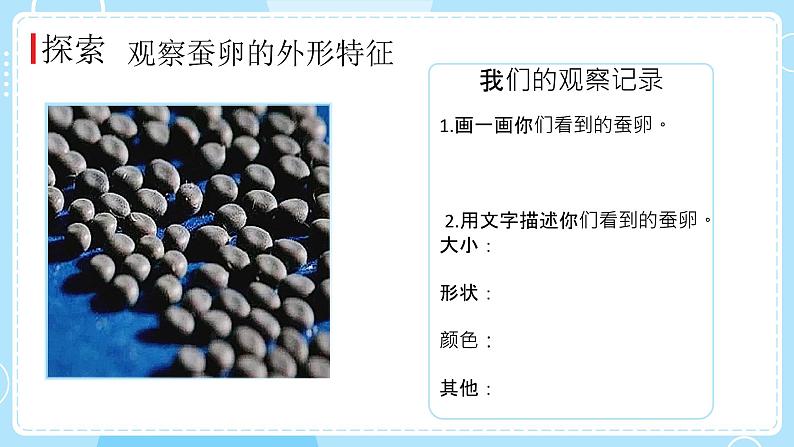 教科版科学三年级下册(2-1)迎接蚕宝宝的到来-教学课件第4页