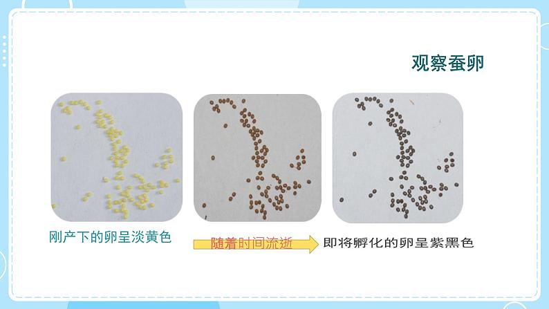教科版科学三年级下册(2-1)迎接蚕宝宝的到来-教学课件第5页