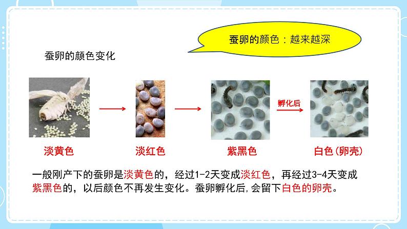 教科版科学三年级下册(2-1)迎接蚕宝宝的到来-教学课件第6页