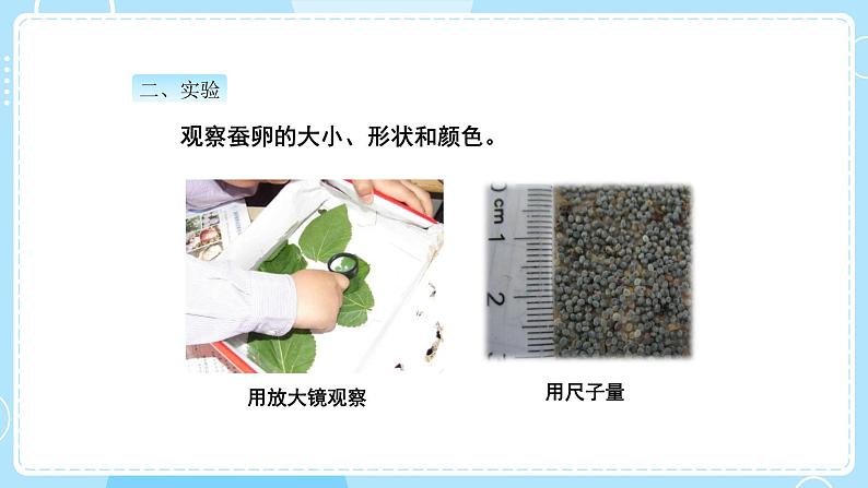 教科版科学三年级下册(2-1)迎接蚕宝宝的到来-教学课件PPT第3页