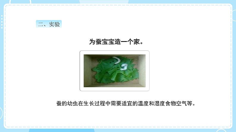 教科版科学三年级下册(2-1)迎接蚕宝宝的到来-教学课件PPT第6页