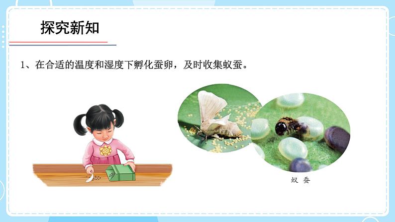 教科版科学三年级下册(2-1)迎接蚕宝宝的到来-教学课件PPT第7页
