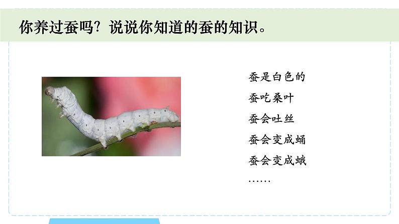 教科版科学三年级下册(2-1)迎接蚕宝宝的到来-教学课件PPT第2页
