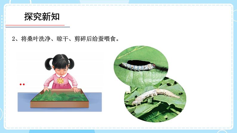 教科版科学三年级下册(2-1)迎接蚕宝宝的到来-教学课件PPT第8页