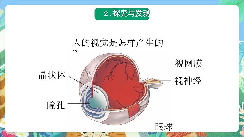 青岛版科学六年级下册1.1《视觉》课件+教案+练习(含答案)+素材05