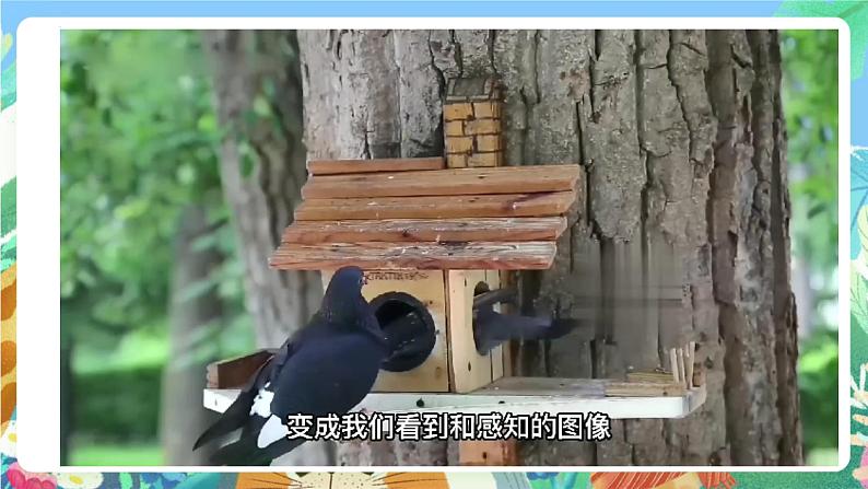 青岛版科学六年级下册1.1《视觉》课件+教案+练习(含答案)+素材08