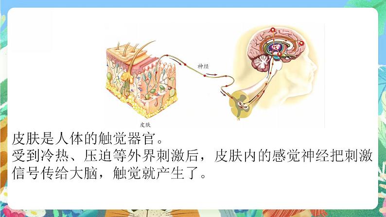 青岛版科学六年级下册1.5《触觉》课件+教案+练习(含答案)+素材06