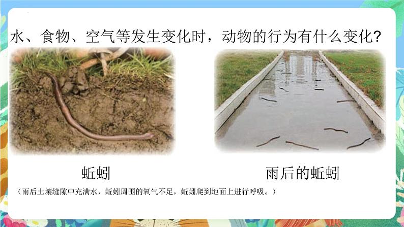 青岛版科学六年级下册2.7《课动物行为与环境变化》课件+教案+练习(含答案)+素材08