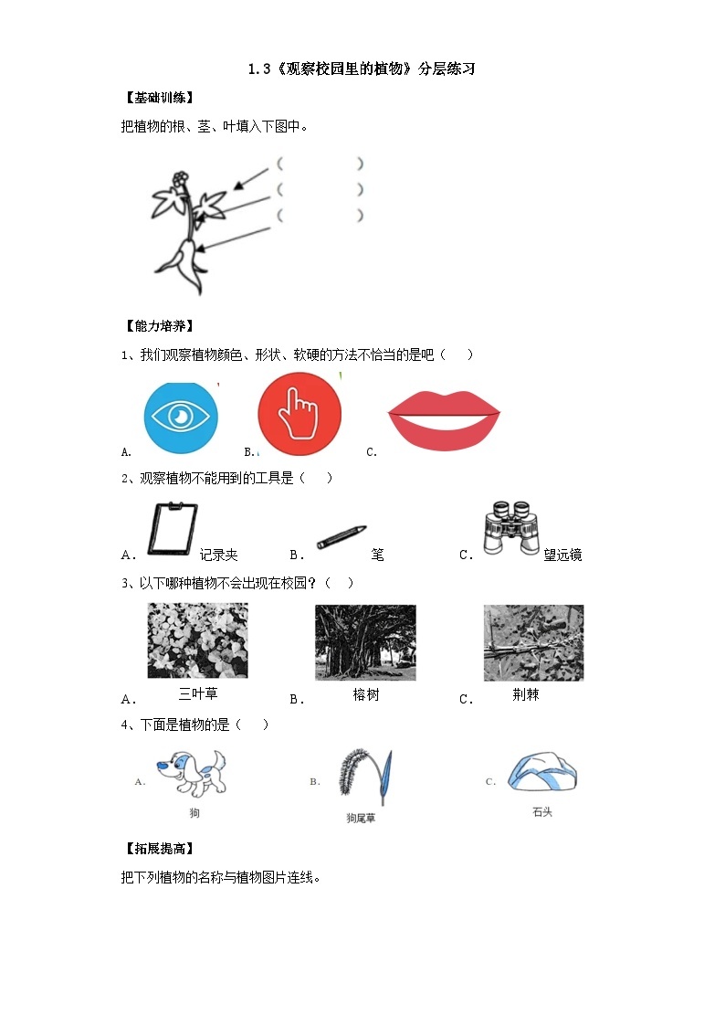 【核心素养】人教鄂教版科学一年级下册1.3《观察校园里的植物》课件+教案+分层练习01