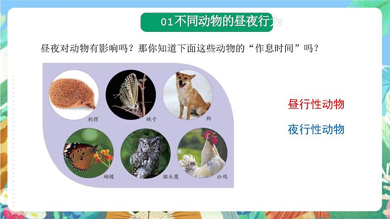 苏教版科学五年级下册 3.11《昼夜对动物的影响》课件第3页