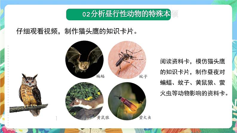 苏教版科学五年级下册 3.11《昼夜对动物的影响》课件第4页