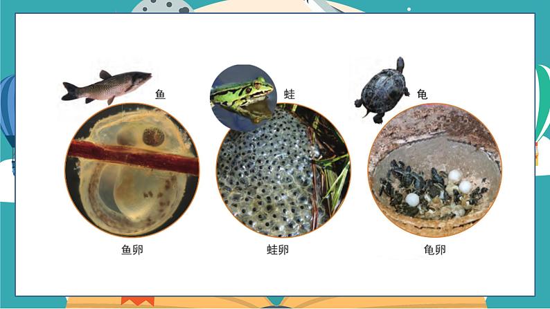教科版科学三年级下册(2-2)认识其他动物的卵PPT课件第3页