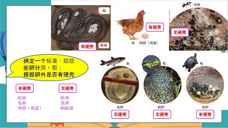 教科版科学三年级下册(2-2)认识其他动物的卵PPT课件第4页