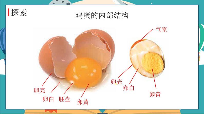 教科版科学三年级下册(2-2)认识其他动物的卵PPT课件第8页