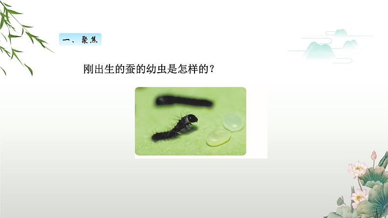 教科版科学三年级下册(2-3)蚕长大了PPT教学课件第2页