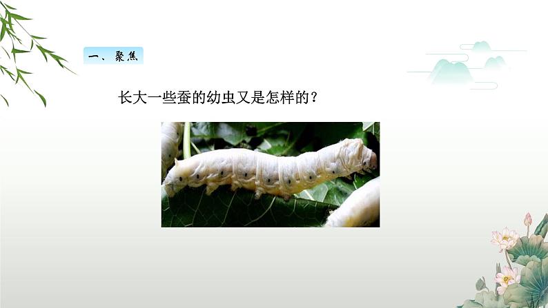 教科版科学三年级下册(2-3)蚕长大了PPT教学课件第3页