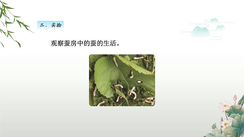 教科版科学三年级下册(2-3)蚕长大了PPT教学课件第4页