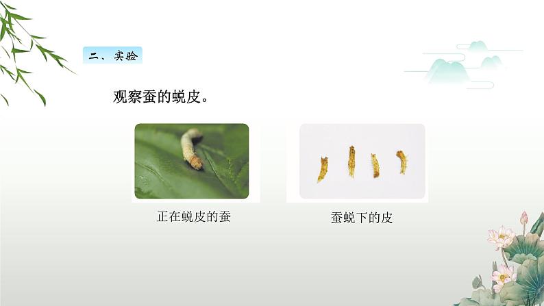 教科版科学三年级下册(2-3)蚕长大了PPT教学课件第6页