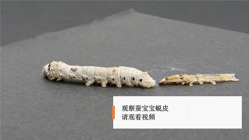 教科版科学三年级下册(2-3)蚕长大了PPT教学课件第7页