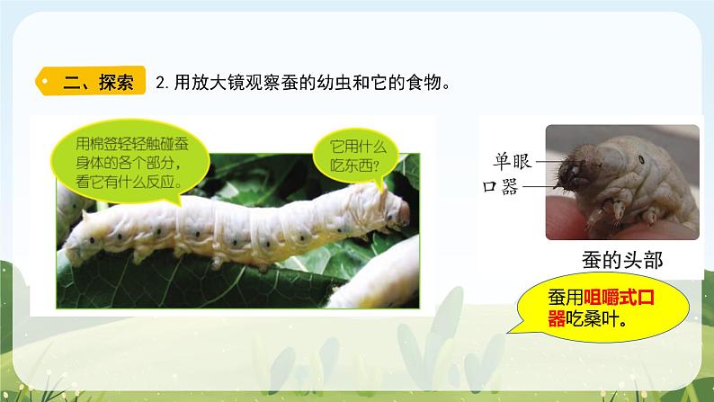 教科版科学三年级下册(2-3)蚕长大了教学PPT课件第6页