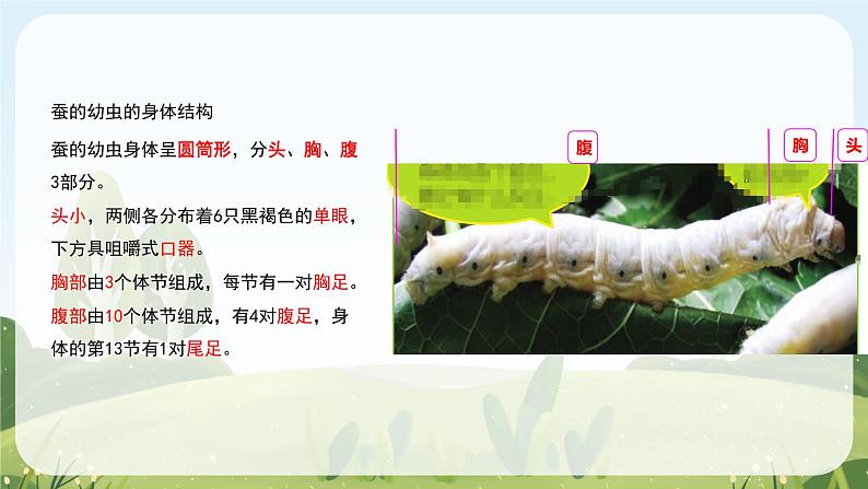 教科版科学三年级下册(2-3)蚕长大了教学PPT课件第7页