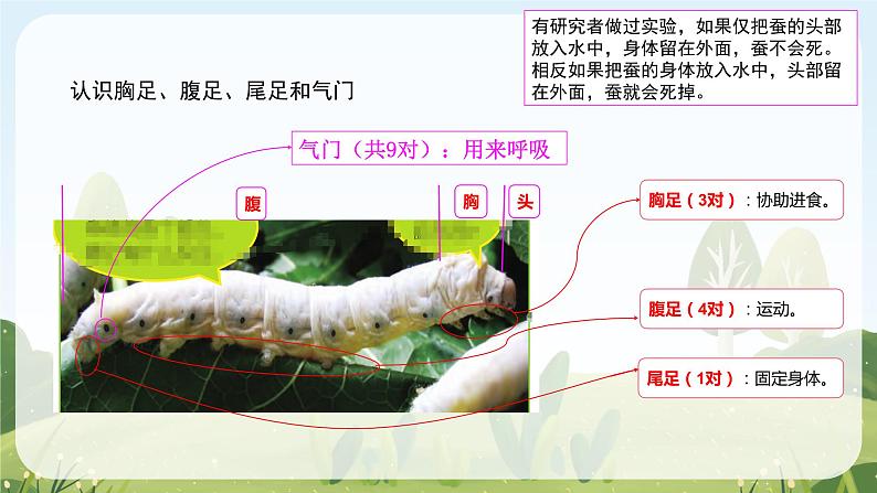 教科版科学三年级下册(2-3)蚕长大了教学PPT课件第8页