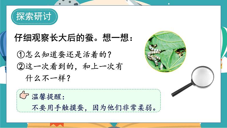 教科版科学三年级下册(2-3)蚕长大了课件PPT第4页