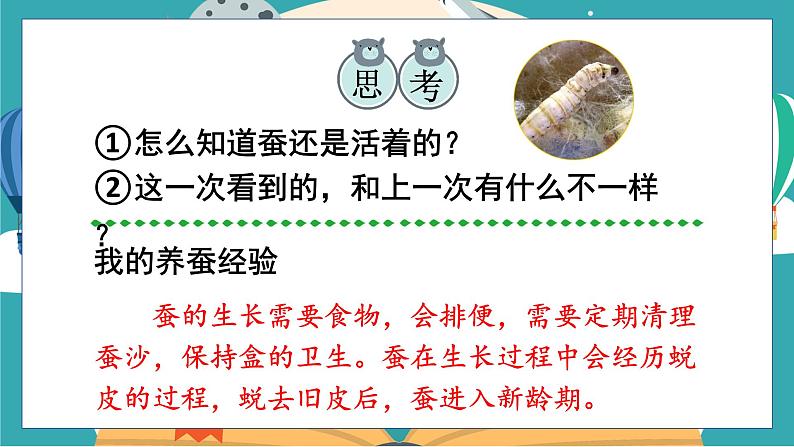 教科版科学三年级下册(2-3)蚕长大了课件PPT第8页