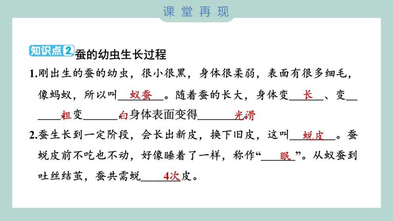 教科版科学三年级下册（2-3）蚕长大了习题6课件PPT04