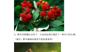 教科版 (2017)二年级上册7.做大自然的孩子导学案