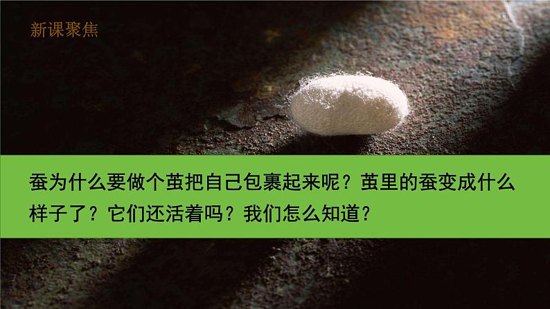 【核心素养】2.4《蚕变了新模样》课件+教案(教科版科学三下)03