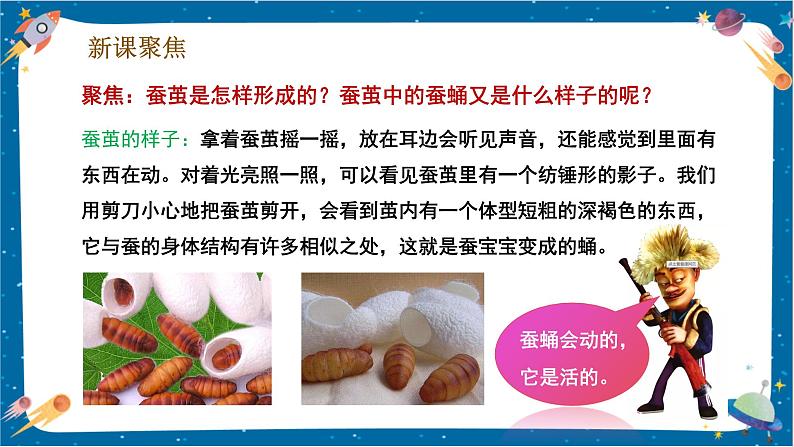 【核心素养】2.4《蚕变了新模样》课件+教案(教科版科学三下)05
