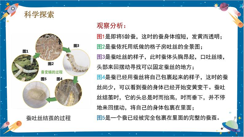 【核心素养】2.4《蚕变了新模样》课件+教案(教科版科学三下)08