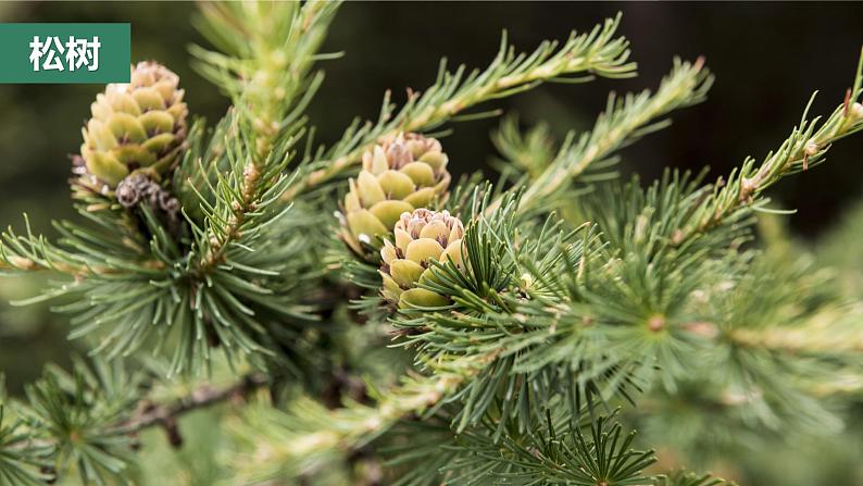 教科版科学六年级下册 2.1校园生物大搜索 同步课件第8页
