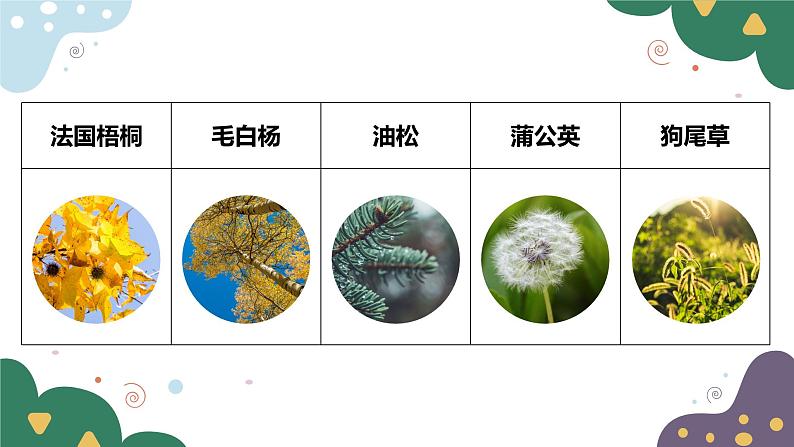 教科版科学六年级下册 2.2制作校园生物分布图 同步课件第8页