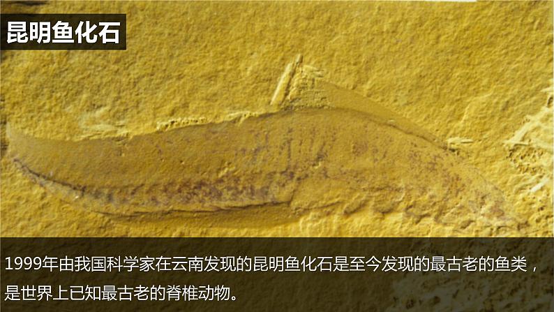 教科版科学六年级下册 2.6古代生物的多样性 同步课件第1页