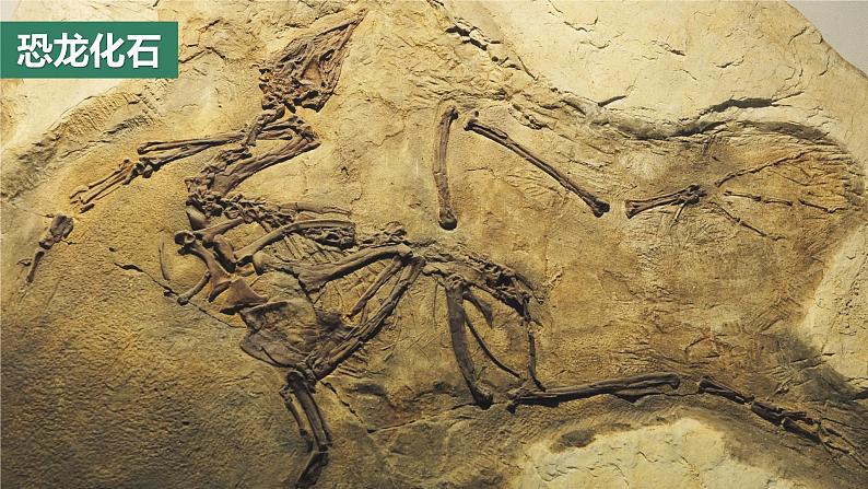 教科版科学六年级下册 2.6古代生物的多样性 同步课件第6页
