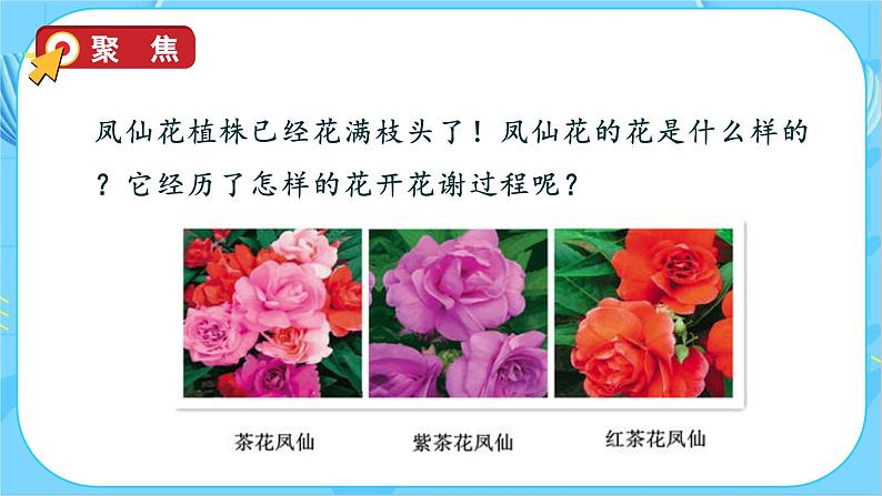 教科版科学四年级下册 1.5 凤仙花开花了 同步课件第8页