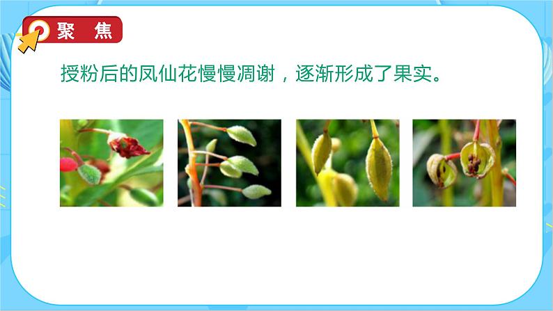 教科版科学四年级下册 1.6 果实和种子 同步课件第8页